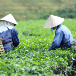 טיול לקרלה בהודו