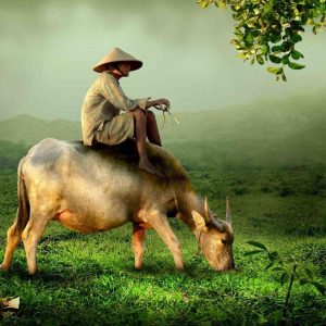 איך מוציאים ויזה לויאטנם